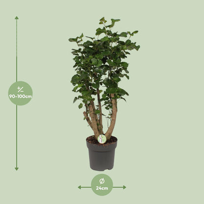 Polyscias Lemon - Ø24cm - ↕95cm - Pflanzfix24