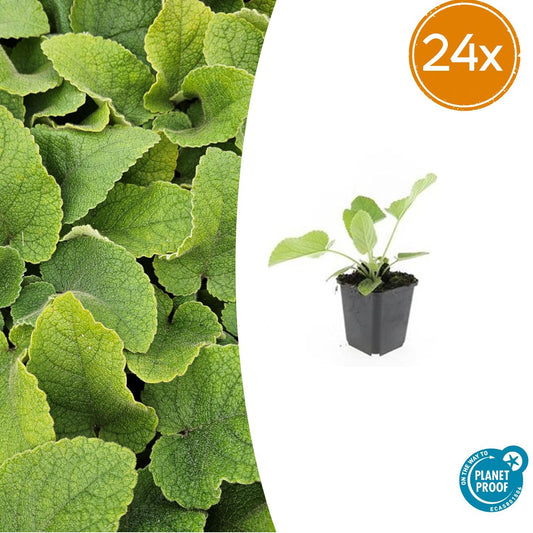 24x Phlomis russeliana - Winterharte Staude - Pflanzfix24