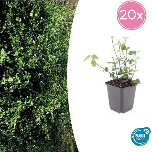 20er-Set Euonymus fort. 'Coloratus' - Winterharter Zierstrauch - Pflanzfix24.de - Pflanzfix24.de