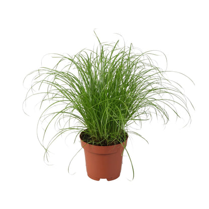 Cyperus Alternifolius Zumula - Ø12cm - ↕28cm - Pflanzfix24.de - Pflanzfix24.de