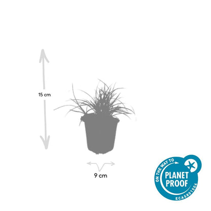 24x Luzula nivea - ↕10-25cm - Ø9cm - Pflanzfix24