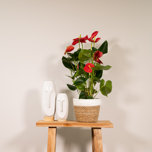 Anthurium Red - Ø17cm - ↕55cm - Pflanzfix24.de - Pflanzfix24.de