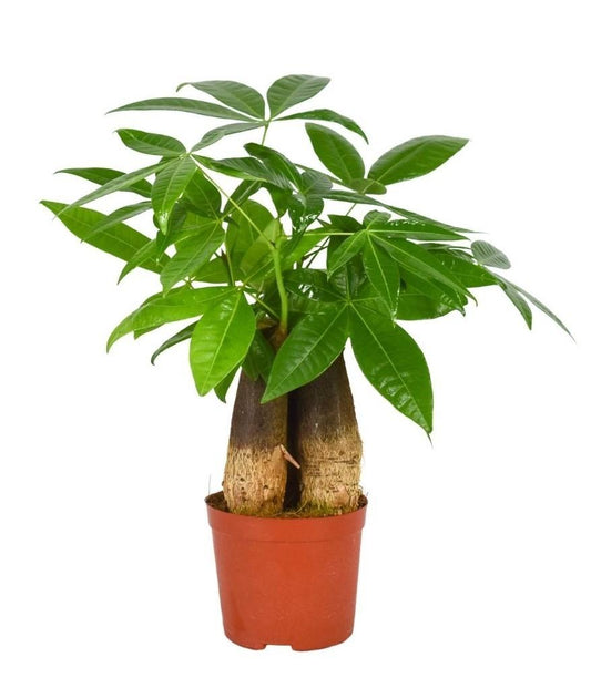Pachira Aquatica 12 Cm 3 Stam - Pflanzfix24