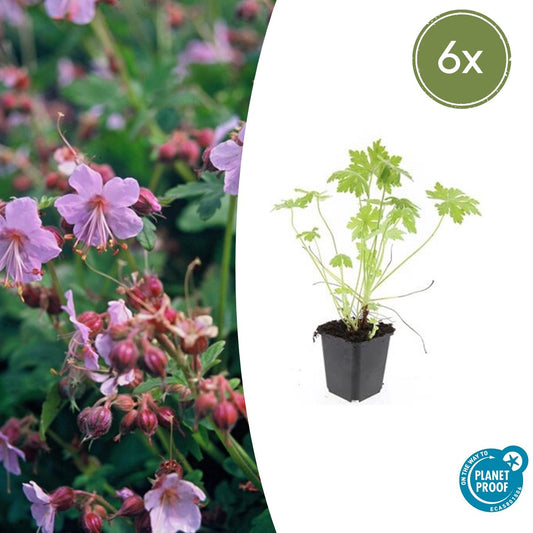 6x Geranium macrorrhizum - ↕10-25cm - Ø9cm bei Pflanzfix24.de - Pflanzfix24.de