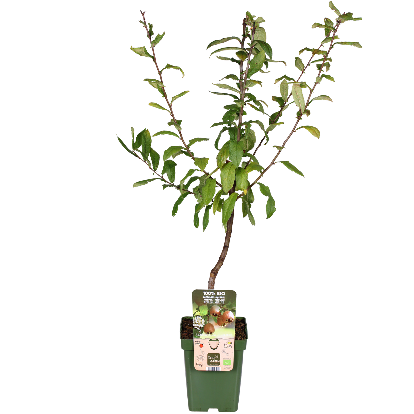 Mespilus Germanica 'Westerfield' - Ø23cm - ↕120cm - Pflanzfix24