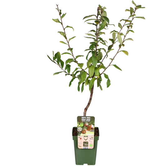 Mespilus Germanica 'Westerfield' - Ø23cm - ↕120cm - Pflanzfix24