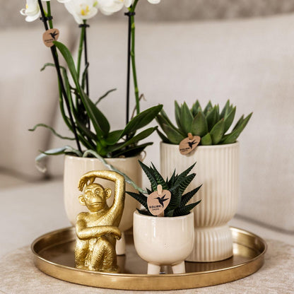Pflanzset Luxury Living – Orchidee & Grünpflanzen | Pflanzfix24.de - Pflanzfix24.de