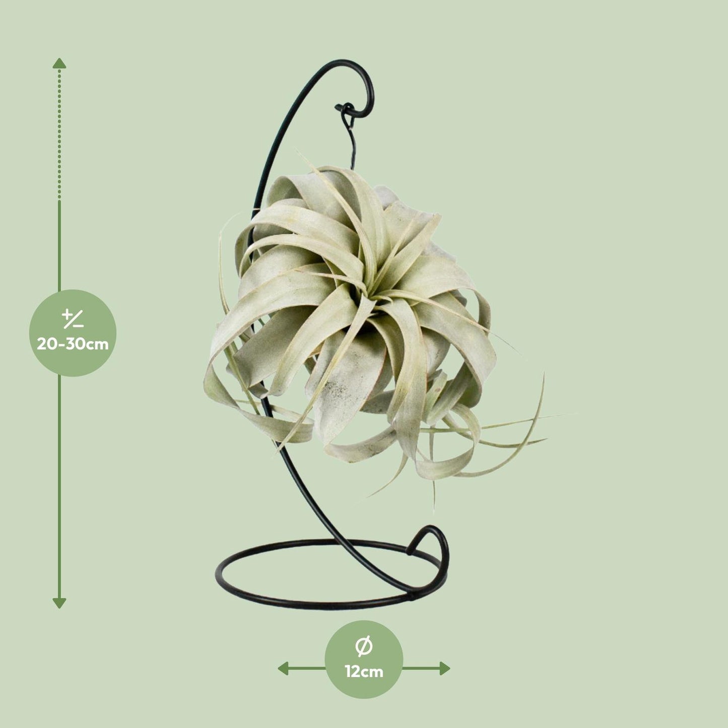 Tillandsia King Xero Ø12cm – Luftpflanze | Pflanzfix24.de - Pflanzfix24.de