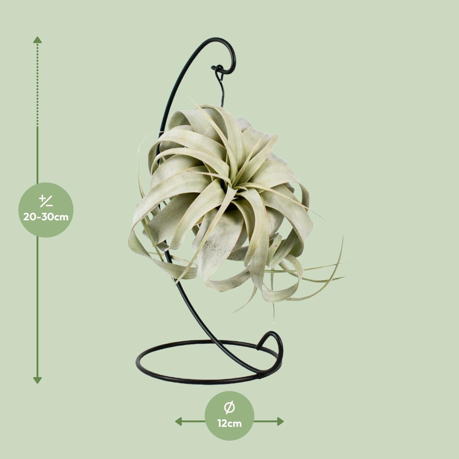 Tillandsia King Xero Ø12cm – Luftpflanze | Pflanzfix24.de - Pflanzfix24.de