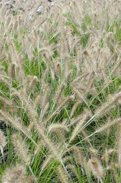 Pennisetum alopecuroides 'Hameln' - Ø19cm - Pflanzfix24