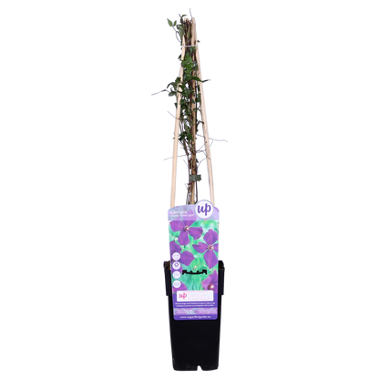 3x - Clematis Viticella 'Polish Spirit' - ↨65cm - Ø15 - Pflanzfix24