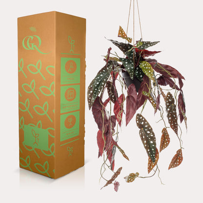 Kunst-Begonia Maculata 80 cm – Pflanzfix24.de - Pflanzfix24.de
