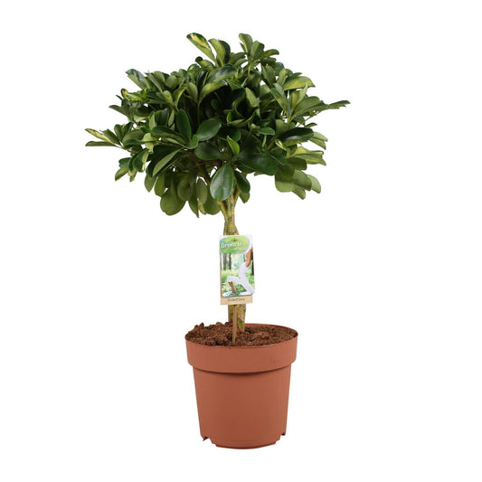 Schefflera Arboricola Gerda - Ø21cm - ↕80cm | Pflanzfix24