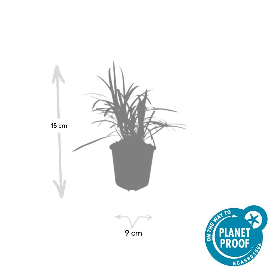 6x Liriope muscari 'Moneymaker' Ø9cm - Bodendecker bei Pflanzfix24