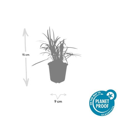 6x Liriope muscari 'Moneymaker' Ø9cm - Bodendecker bei Pflanzfix24