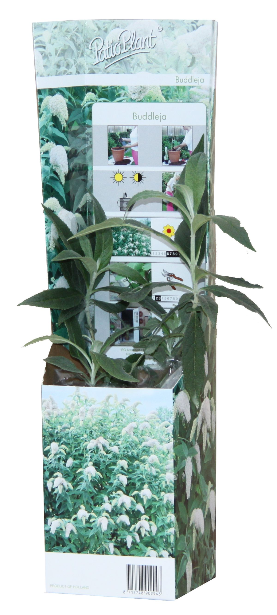 20x Buddleja Davidii Mix - Pflanzfix24