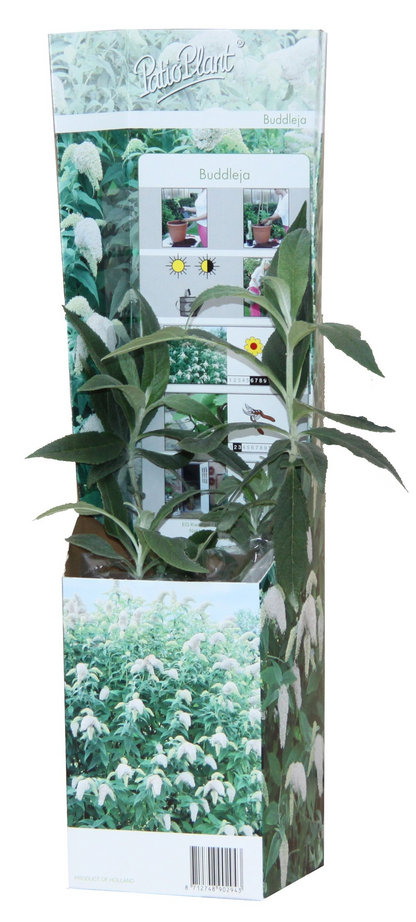 20x Buddleja Davidii Mix - Pflanzfix24