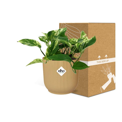 Scindapsus Marble Queen 14cm ELHO Vibes Fold Gelb – Pflanzfix24