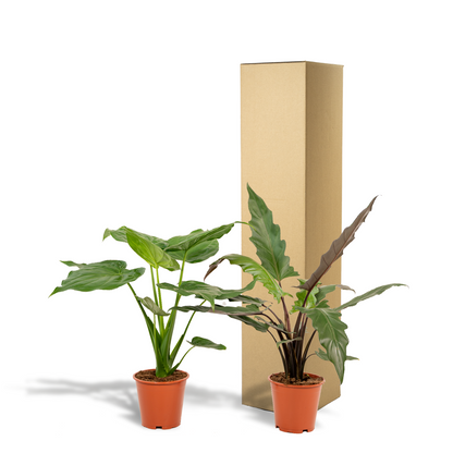 Alocasia Cucullata & Lauterbachiana Set - Ø19cm - ↕60-75cm - Pflanzfix24.de - Pflanzfix24.de