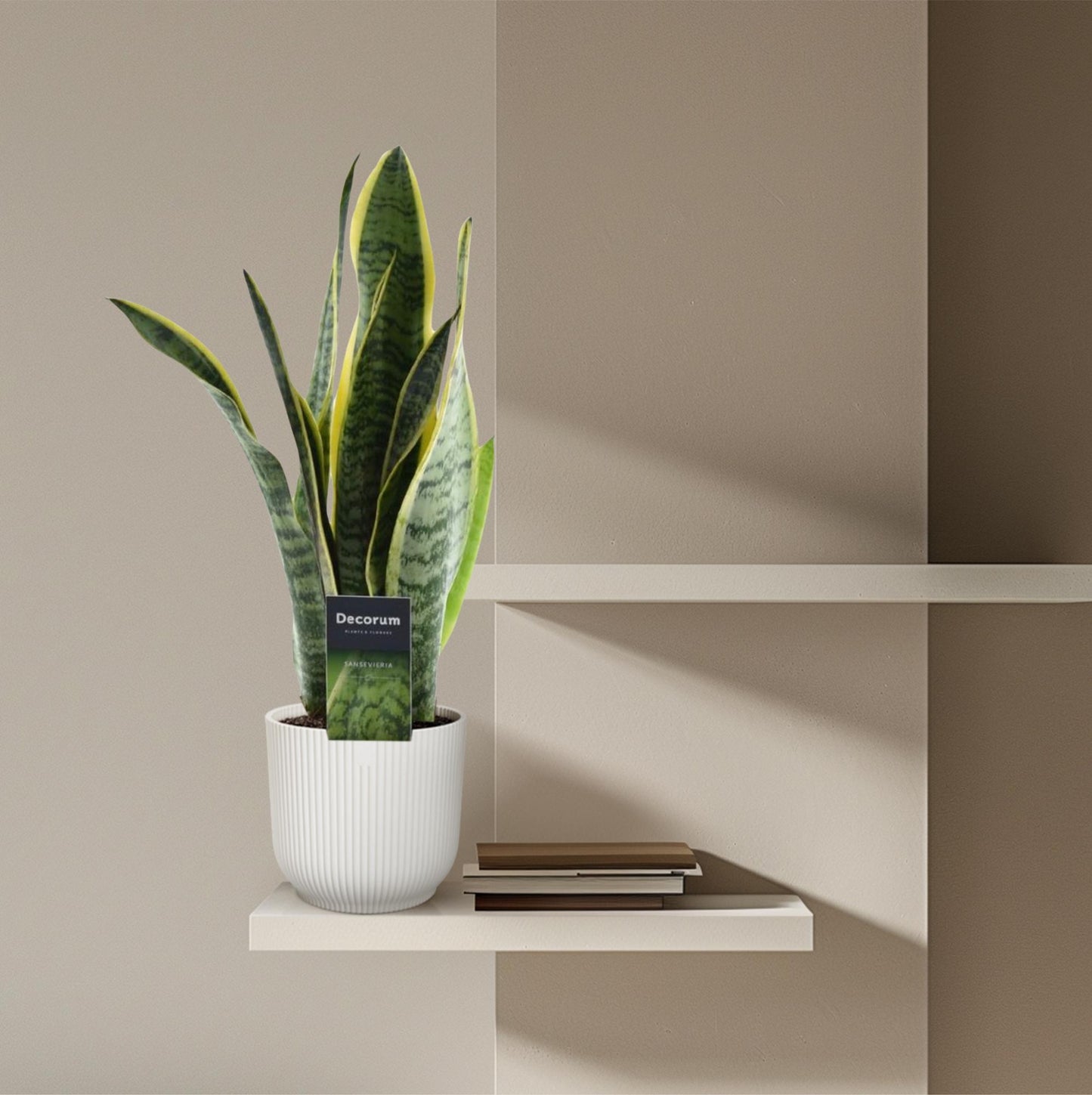 Sansevieria Laurentii Ø12cm 45cm – Bogenhanf | Pflanzfix24.de - Pflanzfix24.de