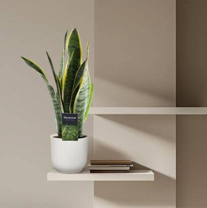 Sansevieria Laurentii Ø12cm 45cm – Bogenhanf | Pflanzfix24.de - Pflanzfix24.de