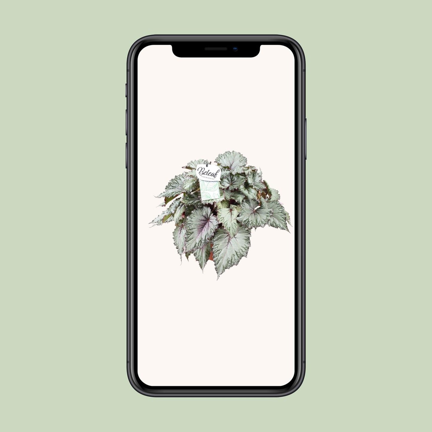 Begonia Beleaf Asian Tundra - Ø17cm - Pflanzfix24