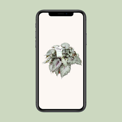 Begonia Beleaf Asian Tundra - Ø17cm - Pflanzfix24