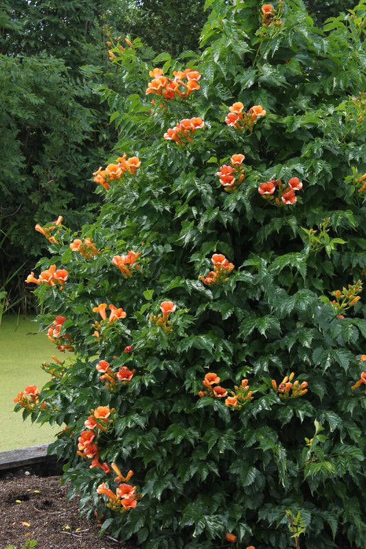 2x - Campsis 'Indian Summer' - ↨65cm - Ø15 - Pflanzfix24.de - Pflanzfix24.de