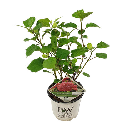 Endlose Hortensie 'Pink Annabelle' - Ø19cm - ↕30cm - Pflanzfix24.de - Pflanzfix24.de