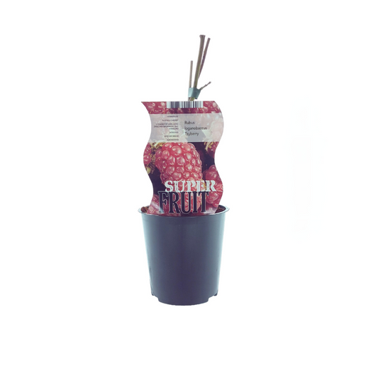 Rubus Tayberry (Taybes) - Ø12cm - ↕30cm - Pflanzfix24