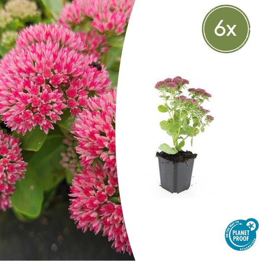 6x Sedum 'Herbstfreude' - ↕10-25cm - Ø9cm bei Pflanzfix24.de - Pflanzfix24.de