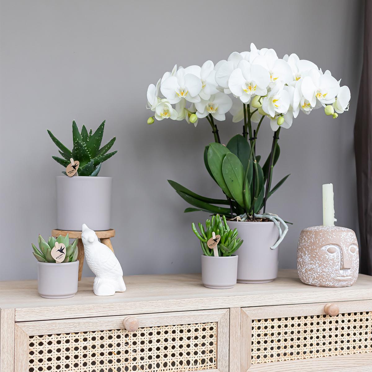 Crassula Hobbit Ø6 cm – Pflanzfix24.de - Pflanzfix24.de