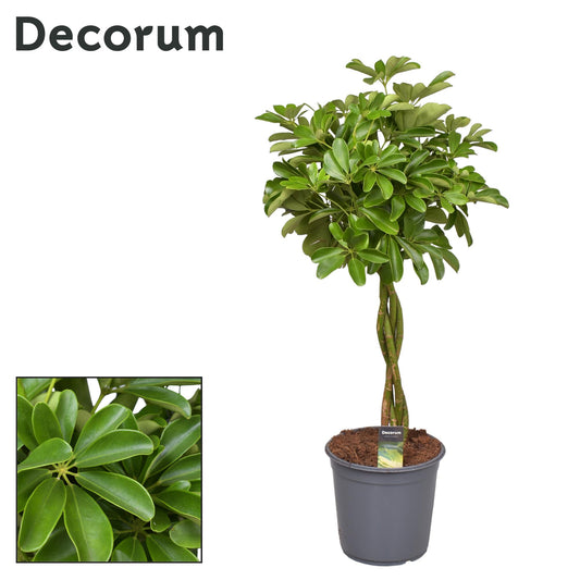 Schefflera Compacta (Nora) - Ø24cm - ↕90cm - Pflanzfix24