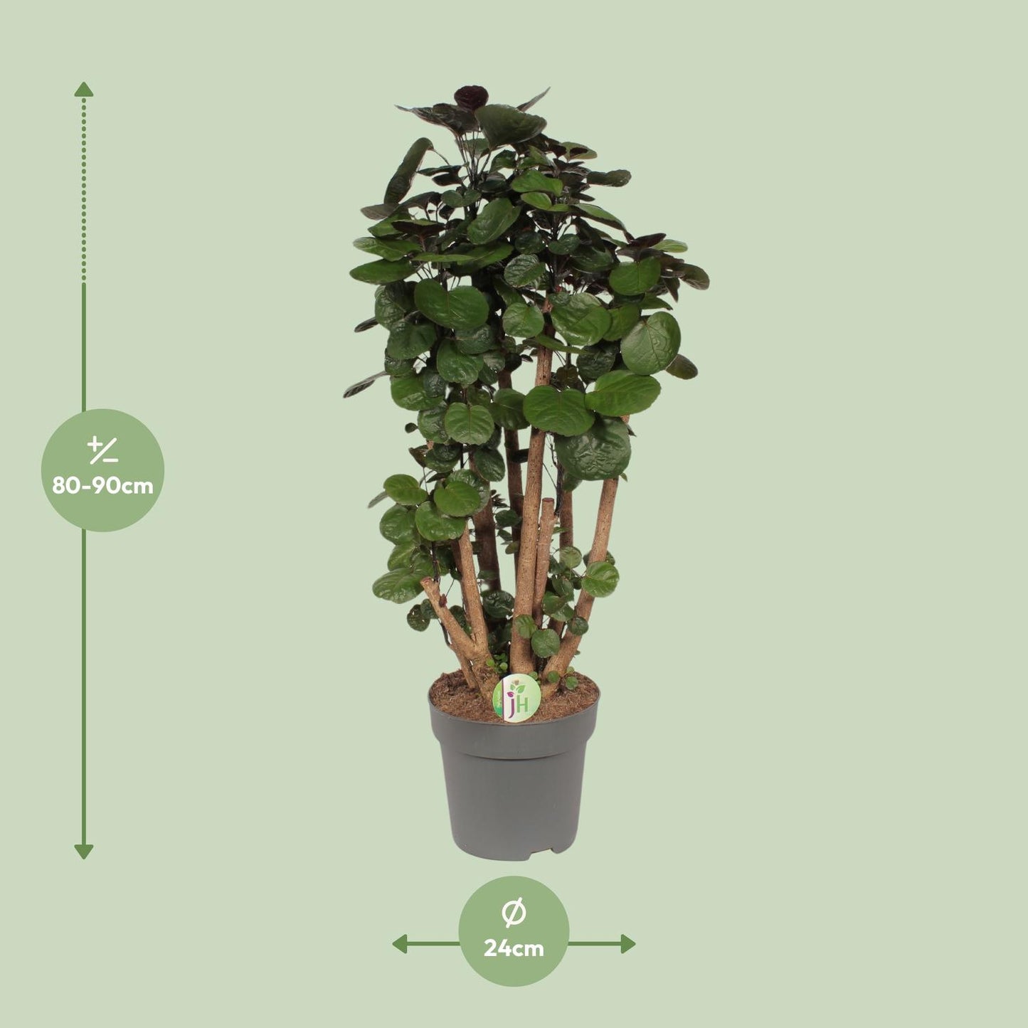 Polyscias Fabian - Ø24cm - ↕90cm bei Pflanzfix24