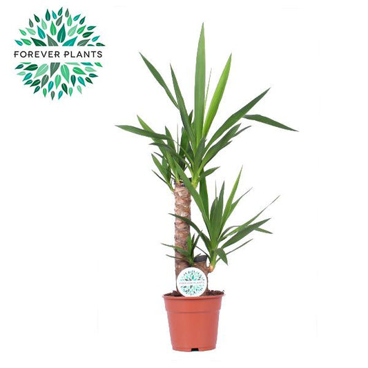 Yucca - Ø17cm - ↕85cm - Pflanzfix24