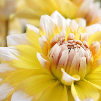 Dahlie 'Seattle' - 24 Knollen für 4 m² - Flowerbulbs Amsterdam - Pflanzfix24.de - Pflanzfix24.de