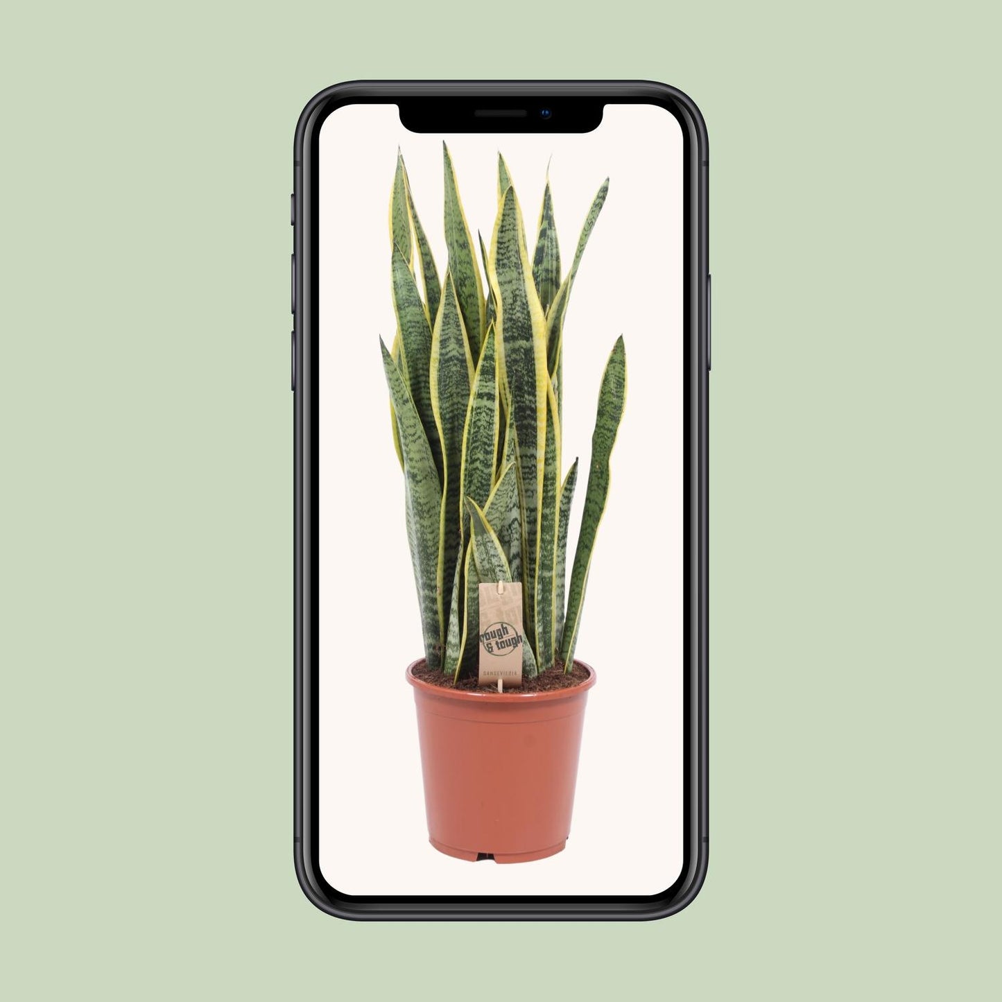 Sansevieria Laurentii - Ø21cm - ↕80cm von Pflanzfix24