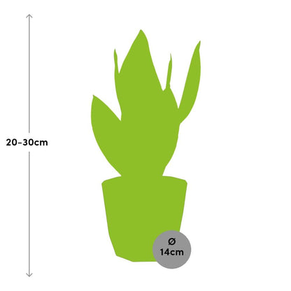 Sansevieria Futura Superba in 14cm b.for rock living black - Pflanzfix24