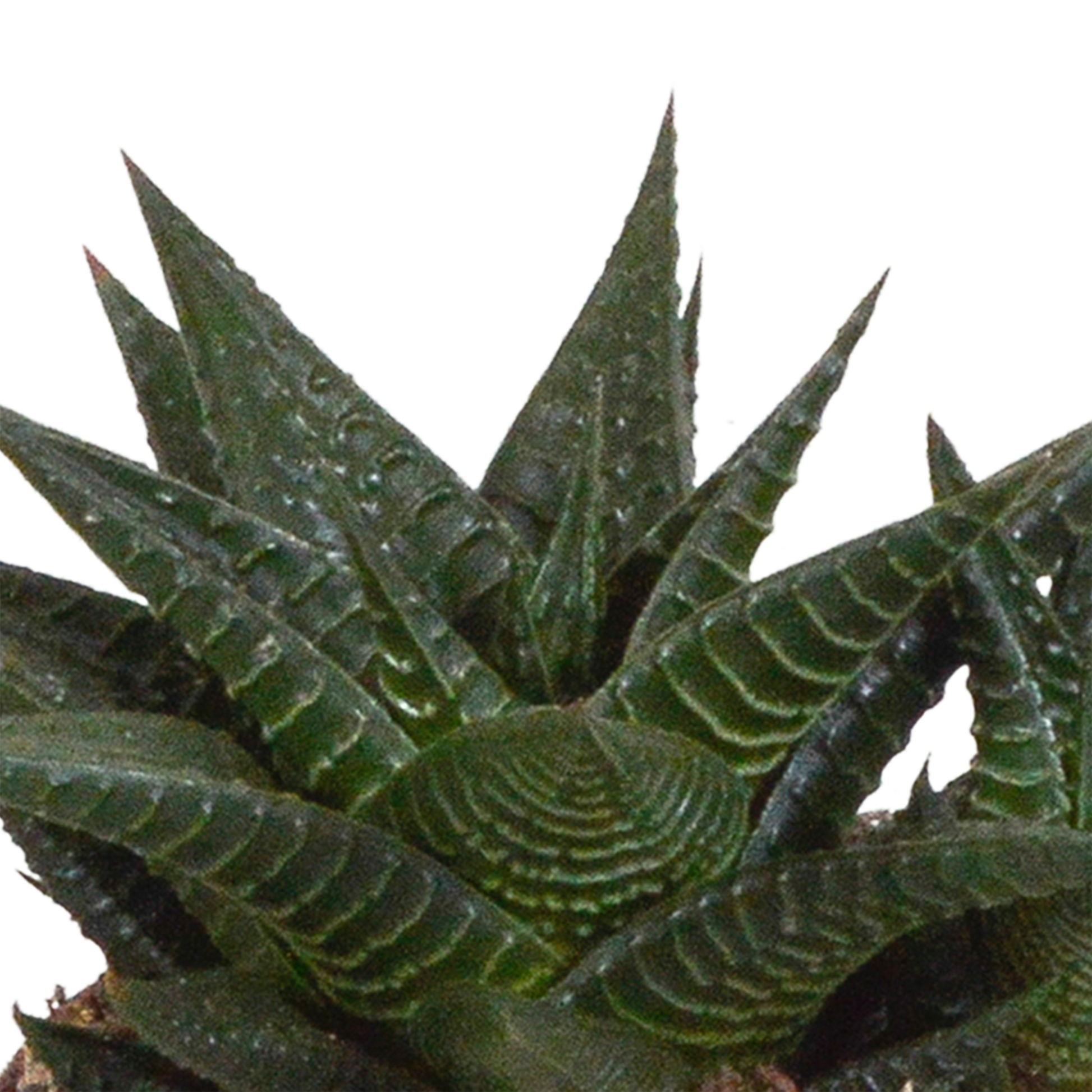 Gasteria/Haworthia-Mischung 8,5cm - 3x - in witte pot - Pflanzfix24.de - Pflanzfix24.de