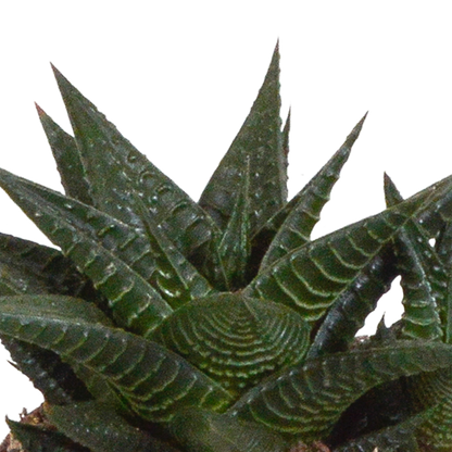 Gasteria/Haworthia-Mischung 8,5cm - 3x - in witte pot - Pflanzfix24.de - Pflanzfix24.de