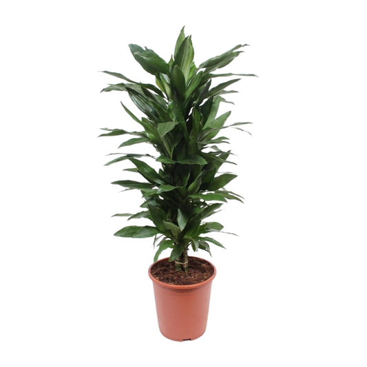 Dracaena Janet Lind - Ø27cm - ↕110cm - Pflanzfix24