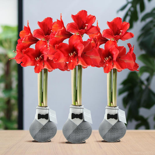 No Water Flowers® Giletz Bowtie (3er Pack) + Rote Blume - Pflanzfix24