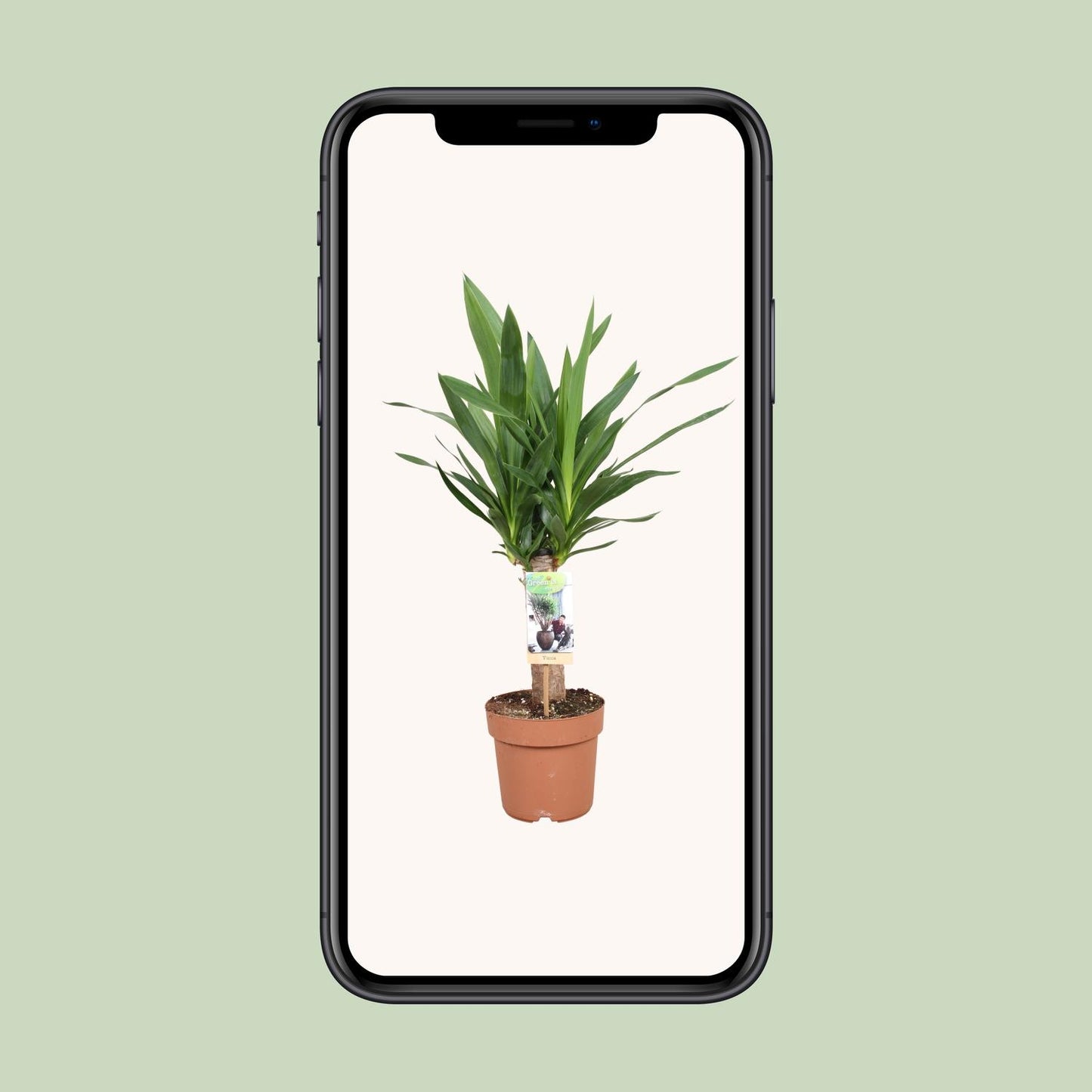 Yucca Elephantipes - Ø17cm - ↕60cm - Pflanzfix24