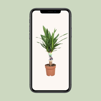 Yucca Elephantipes - Ø17cm - ↕60cm - Pflanzfix24