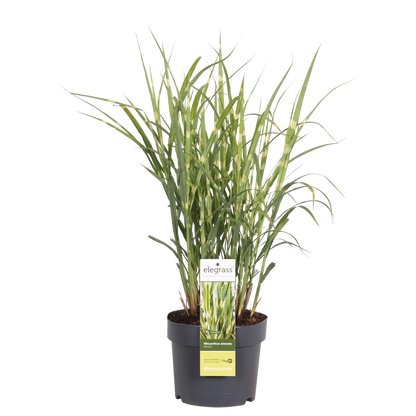 Miscanthus sinensis Strictus Zebra Gras Ø23cm | Pflanzfix24.de - Pflanzfix24.de