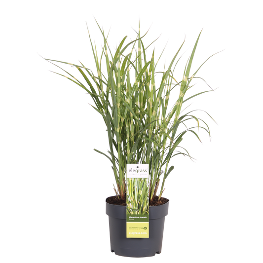 Miscanthus sinensis Strictus Zebra Gras Ø23cm | Pflanzfix24.de - Pflanzfix24.de
