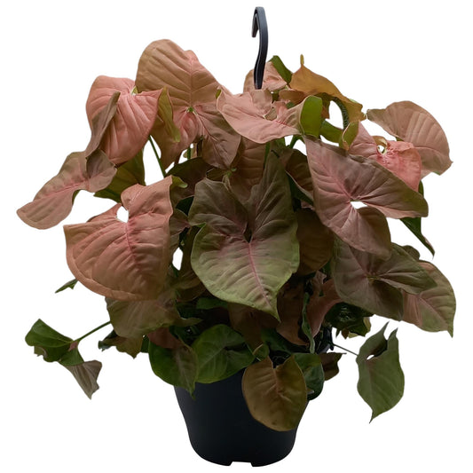 Syngonium Red Heart - Ø19cm - ↕35cm - Pflanzfix24