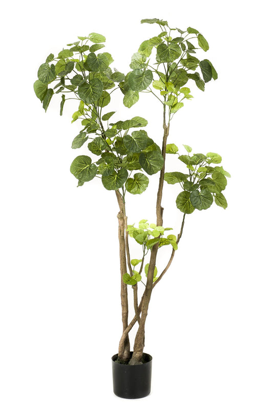 Kunstpflanze Polyscias Aralia 135 cm – Pflegeleicht & Realistisch | Pflanzfix24.de - Pflanzfix24.de