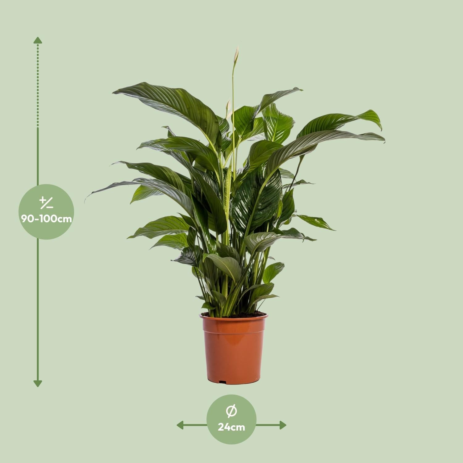 Friedenslilie Spathiphyllum Bellini – ca. 100 cm | Pflanzfix24.de - Pflanzfix24.de