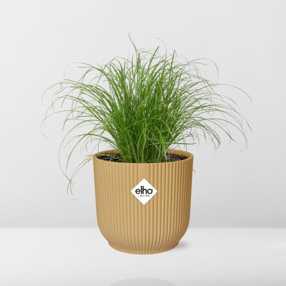 Cyperus Alternifolius Zumula in ELHO Vibes Fold 14cm geel bei Pflanzfix24